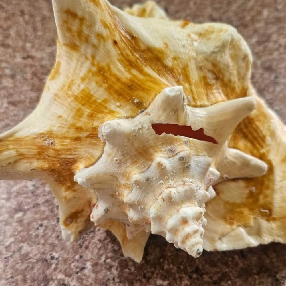 Natural Shell, Vintage - Picture 2 of 10